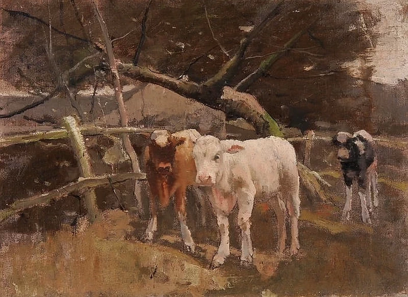 Tre vitelli al pascolo